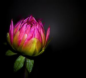 Close-up of pink rose against black background