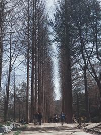 People walking on footpath in forest