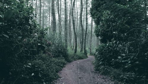 Trees growing in forest