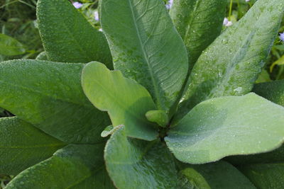 Full frame shot of green leaves