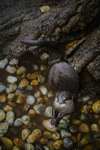 An otter and its precious