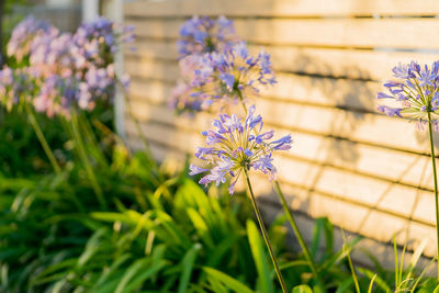 Close-up of purple flowers blooming outdoors