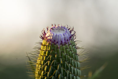 Close-up of purple flower