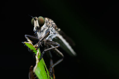 Close-up of insect on plant at night