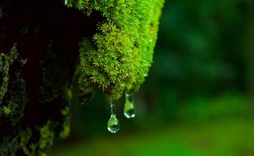 Close-up of wet leaf on tree