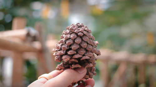 Close-up of hand holding berries