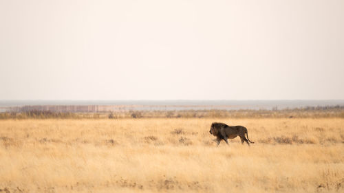 Horse in a field