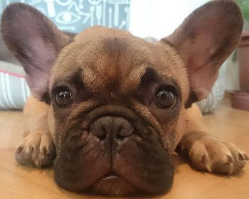 Close-up portrait of a dog