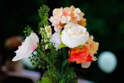 Close-up of white flowers blooming outdoors