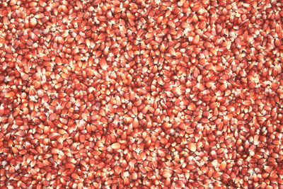 Detail of red corn kernels with artistic abstract pattern. more beautiful with sharp details.