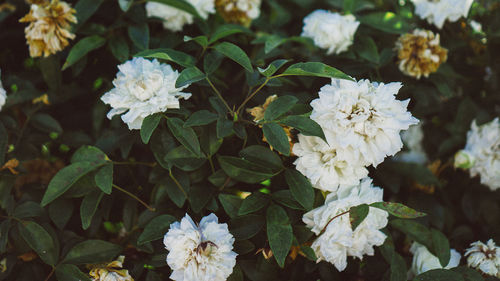 Close-up of white flowering plants