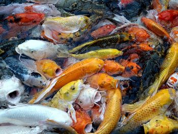 High angle view of koi fish in sea