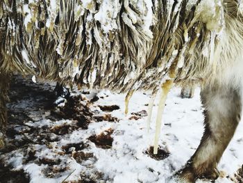 Frozen trees on field during winter