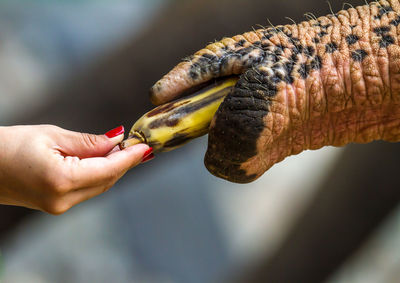 Close-up of hand feeding animal