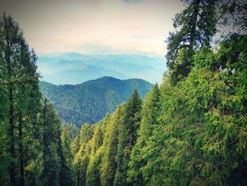 Scenic view of pine trees and mountains against sky