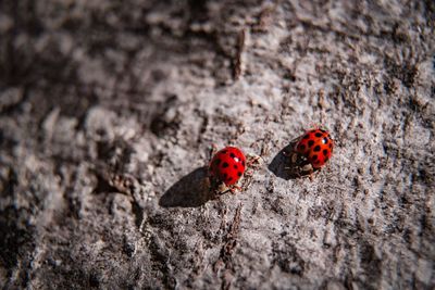 Close-up of ladybug on leaf