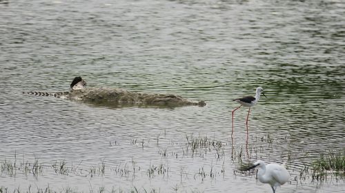 Ducks swimming in lake