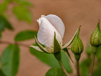 Close-up of flowering plant