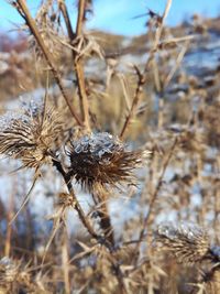 Close-up of dried thistle