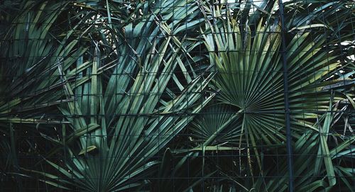 Full frame shot of bamboo plants