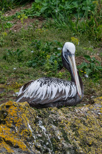 Close-up of bird