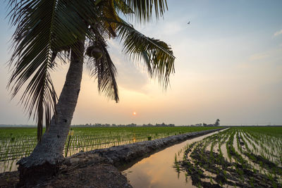 Coconut palm tree in rice paddy field against sky during sunset