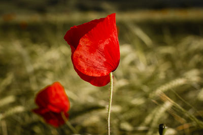 Close-up of red flower