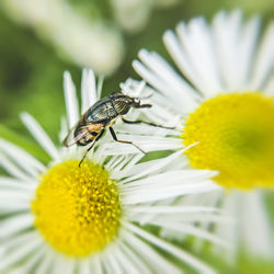 Close-up of insect on yellow flower