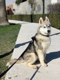 Dog looking away on floor