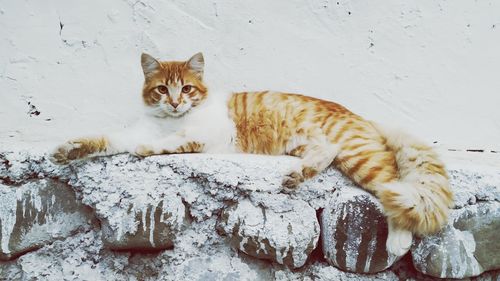 Portrait of a cat lying on wall