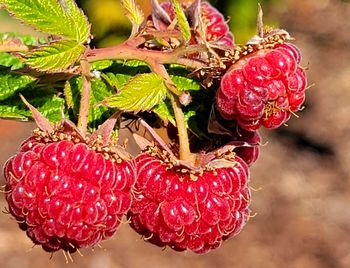 Close-up of strawberries