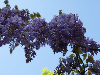 Low angle view of flowering plant against clear sky