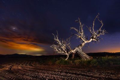 Bare tree against sky at night