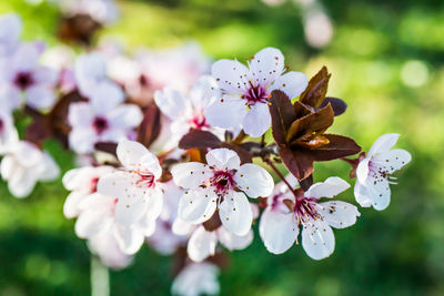 Close-up of white cherry blossoms