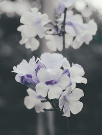 Close-up of flowers blooming outdoors
