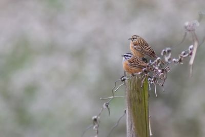 Close-up of bird perching on a branch