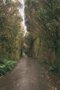 Empty road amidst trees in forest