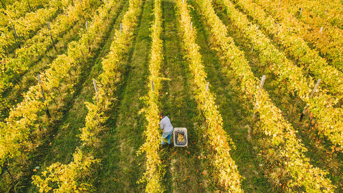 High angle view of field