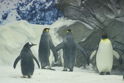 View of birds on snow covered land