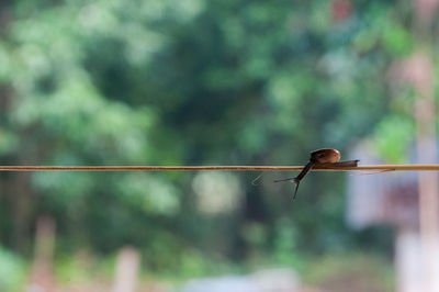 Close-up of snail on stick