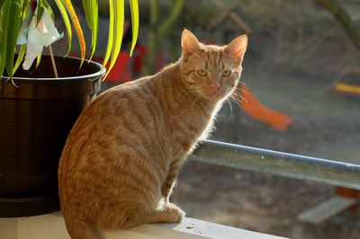 Portrait of a cat sitting on table