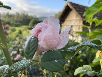 Close-up of wet pink flowering plant