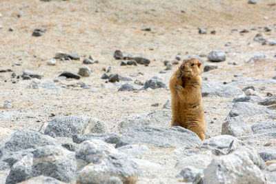 Marmots are large squirrels live under the ground and hibernate there through the winter.