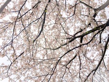 Low angle view of flower tree against sky