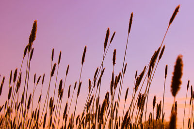 Close-up of wheat growing on field