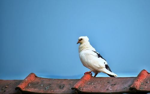 Seagull perching on a wall