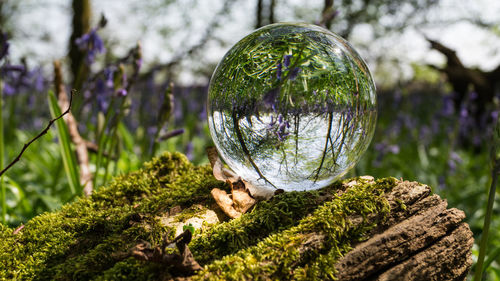 Close-up of ball on tree