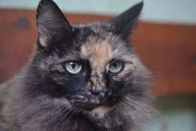 Close-up portrait of cat