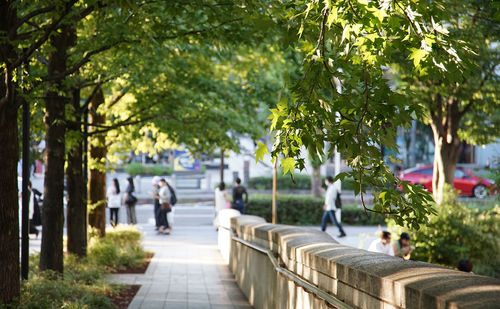 City sidewalk surrounded by trees on a sunny day