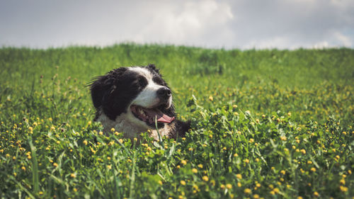 Close-up of dog on field